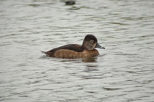 Duck, Ring-necked, 2010-01318292 St. Petersburg, FL